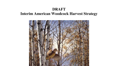 American Woodcock Harvest Strategy