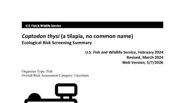 Ecological Risk Screening Summary - Coptodon thysi - Uncertain Risk