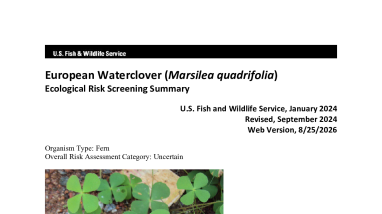 Ecological Risk Screening Summary - European Waterclover (Marsilea quadrifolia) - Uncertain Risk