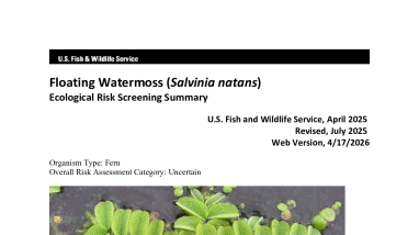 Ecological Risk Screening Summary - Floating Watermoss (Salvinia natans) - Uncertain Risk