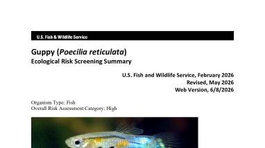 Ecological Risk Screening Summary - Guppy (Poecilia reticulata) - High Risk