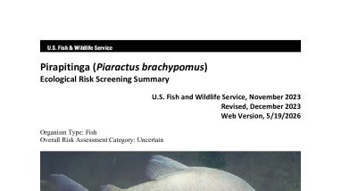 Ecological Risk Screening Summary - Pirapitinga (Piaractus brachypomus) - Uncertain Risk