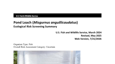 Ecological Risk Screening Summary - Pond Loach (Misgurnus anguillicaudatus) - Uncertain Risk