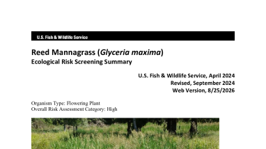 Ecological Risk Screening Summary - Reed Mannagrass (Glyceria maxima) - High Risk