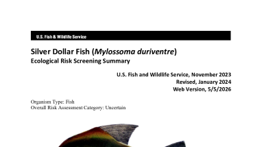 Ecological Risk Screening Summary - Silver Dollar Fish (Mylossoma duriventre) - Uncertain Risk