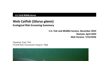 Ecological Risk Screening Summary - Wels Catfish (Silurus glanis) - High Risk