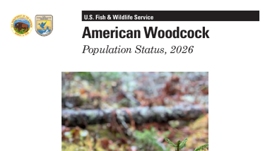 American Woodcock Population Status, 2026