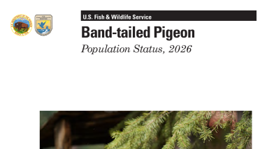 Band-tailed Pigeon Population Status, 2026