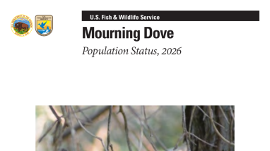 Mourning Dove Population Status, 2026
