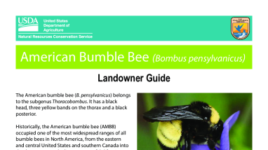 American Bumble Bee Landowner Guide