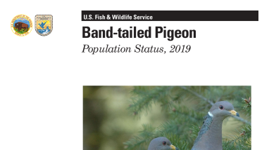 Band-tailed Pigeon Population Status, 2019