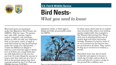 Migratory Birds In Your Area