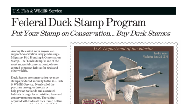 Puchasing a Duck Stamp.pdf