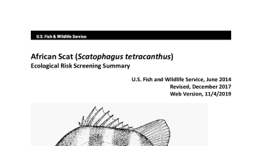 Ecological Risk Screening Summary - African Scat (Scatophagus tetracanthus) - Uncertain Risk