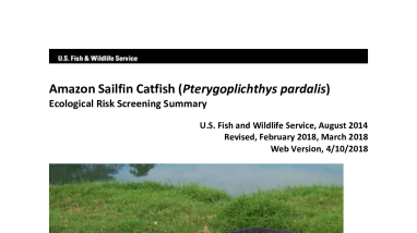 Ecological Risk Screening Summary - Amazon Sailfin Catfish (Pterygoplichthys pardalis) - High Risk