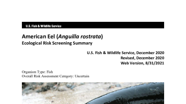 Ecological Risk Screening Summary - American Eel (Anguilla rostrata) - Uncertain Risk