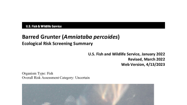 Ecological Risk Screening Summary - Barred Grunter (Amniataba percoides) - Uncertain Risk