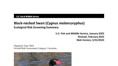 Ecological Risk Screening Summary - Black-necked Swan (Cygnus melancoryphus) - Uncertain Risk