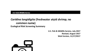 Ecological Risk Screening Summary - Caridina longidigita (freshwater atyid shrimp; no common name) - Uncertain Risk