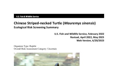 Ecological Risk Screening Summary - Chinese Striped-necked Turtle (Mauremys sinensis) - Uncertain Risk
