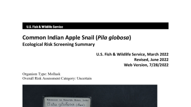 Ecological Risk Screening Summary - Common Indian Apple Snail (Pila globosa) - Uncertain Risk