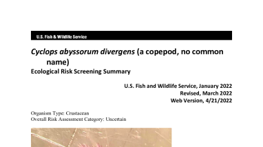 Ecological Risk Screening Summary - Cyclops abyssorum divergens (a copepod, no common name) - Uncertain Risk