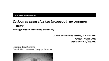 Ecological Risk Screening Summary - Cyclops strenuus sibiricus (a copepod, no common name) - Uncertain Risk