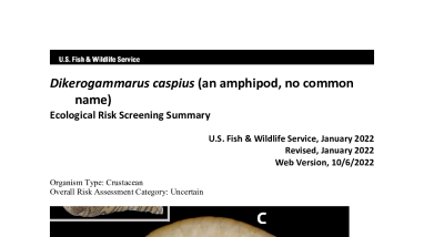 Ecological Risk Screening Summary - Dikerogammarus caspius (an amphipod, no common name) - Uncertain Risk