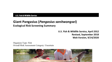 Ecological Risk Screening Summary - Giant Pangasius (Pangasius sanitwongsei) - Uncertain Risk