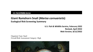 Ecological Risk Screening Summary - Giant Ramshorn Snail (Marisa cornuarietis) - High Risk