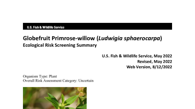 Ecological Risk Screening Summary - Globefruit Primrose-willow (Ludwigia sphaerocarpa) - Uncertain Risk