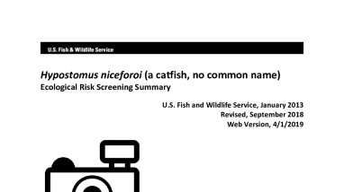 Ecological Risk Screening Summary - Hypostomus niceforoi (a catfish, no common name) - Uncertain Risk