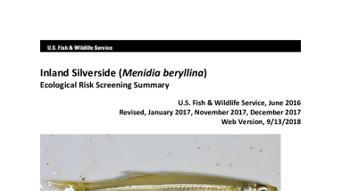 Ecological Risk Screening Summary - Inland Silverside (Menidia beryllina) - High Risk