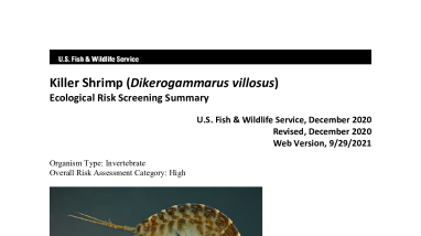 Ecological Risk Screening Summary - Killer Shrimp (Dikerogammarus villosus) - High Risk