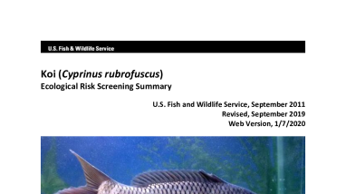 Ecological Risk Screening Summary - Koi (Cyprinus rubrofuscus) - Uncertain Risk
