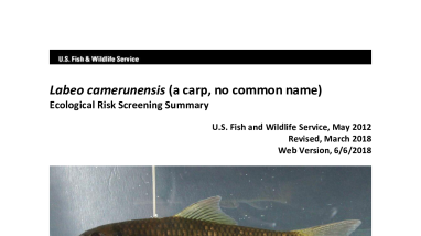 Ecological Risk Screening Summary - Labeo camerunensis (a carp, no common name) - Uncertain Risk