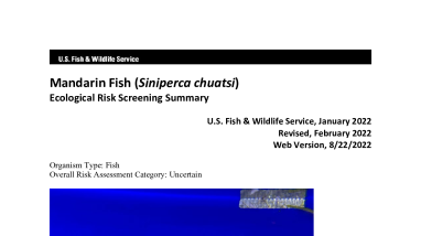 Ecological Risk Screening Summary - Mandarin Fish (Siniperca chuatsi) - Uncertain Risk