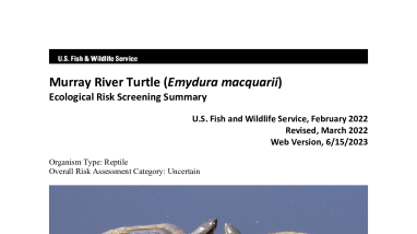 Ecological Risk Screening Summary - Murray River Turtle (Emydura macquarii) - Uncertain Risk