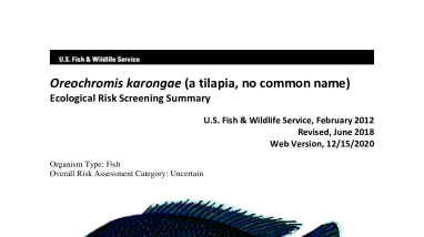 Ecological Risk Screening Summary - Oreochromis karongae (a tilapia, no common name) - Uncertain Risk