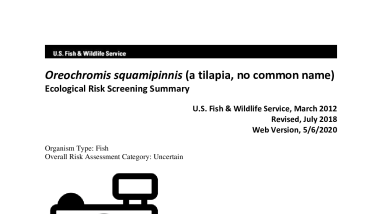 Ecological Risk Screening Summary - Oreochromis squamipinnis (a tilapia, no common name) - Uncertain Risk