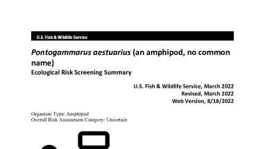 Ecological Risk Screening Summary - Pontogammarus aestuarius (an amphipod, no common name) - Uncertain Risk