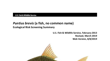 Ecological Risk Screening Summary - Puntius brevis (a fish, no common name) - Uncertain Risk