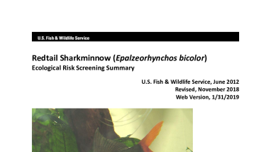 Ecological Risk Screening Summary - Redtail Sharkminnow (Epalzeorhynchos bicolor) - Low Risk