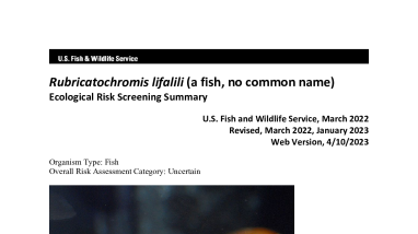 Ecological Risk Screening Summary - Rubricatochromis lifalili (a fish, no common name) - Uncertain Risk