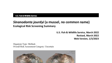 Ecological Risk Screening Summary - Sinanodonta jourdyi (a mussel, no common name) - Uncertain Risk