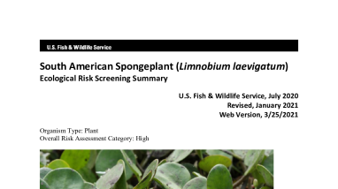 Ecological Risk Screening Summary - South American Spongeplant (Limnobium laevigatum) - High Risk