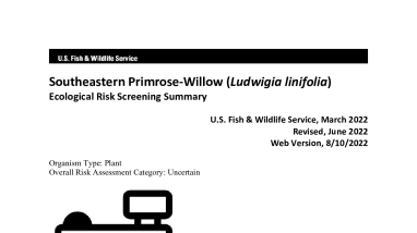 Ecological Risk Screening Summary - Southeastern Primrose-Willow (Ludwigia linifolia) - Uncertain Risk