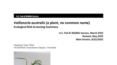 Ecological Risk Screening Summary - Vallisneria australis (a plant, no common name) - Uncertain Risk