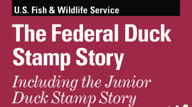 The Duck Stamp Story