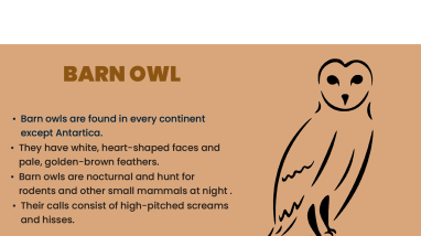 FWS Halloween Stencils_Owl and Vulture.pdf